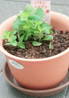 いちごシェイクちゃん日記