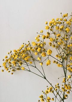 シングルマザー 、アイドルに恋をする 。