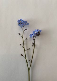 My    Darling 【女体化注意】