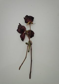 この学校には裏がある 。