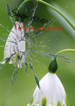 Snowdropの花束を君に。