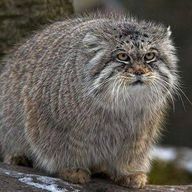 うぃる。さんのアイコン画像
