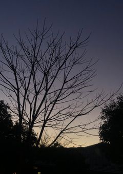 私の変態なペット
