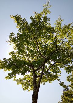 .｡*♡脅威さんの秘密♡*｡.