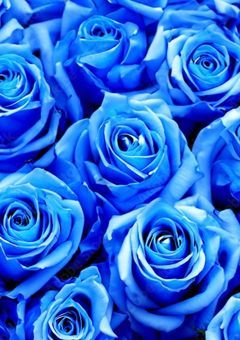 《長編シリーズ②》恋する惑星