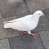 あっちゃんさんのアイコン画像
