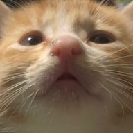 いわゆさんのアイコン画像