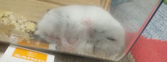 おせちもさんの壁紙画像