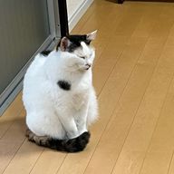 さくらさんのアイコン画像