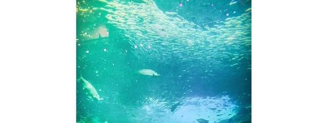 yumeさんの壁紙画像