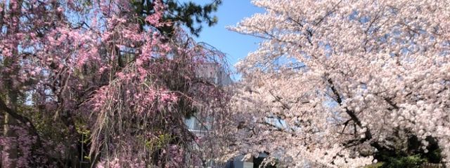 かんかんさんの壁紙画像