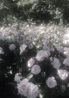 たいせつなおしらせ っ ❕