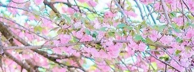 Yuさんの壁紙画像