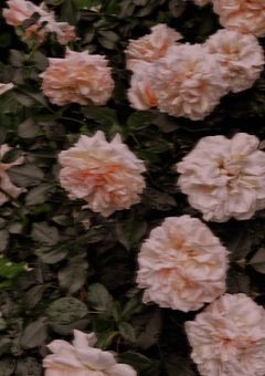   　虹高の一軍達に秘密の副業がバレた件