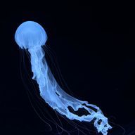 こんぺいとーくらげ＠毎日投稿してみるヨさんのアイコン画像