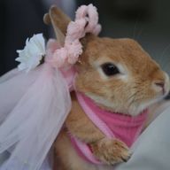 さくらさんのアイコン画像