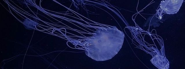 Sさんの壁紙画像