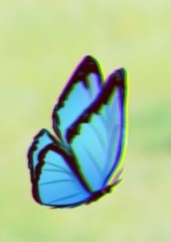 2つの学校の人気者に愛されすぎてる件……