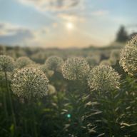 師走さんのアイコン画像