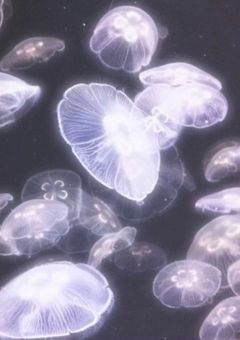 # 養われてます