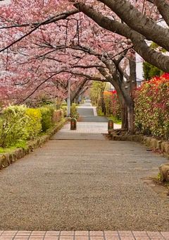 惚れないあなたと惚れさせたいあの子