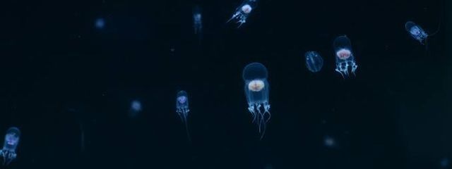 パール(テスト期間で休止中)さんの壁紙画像