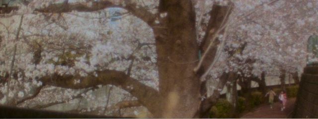 桜さんの壁紙画像