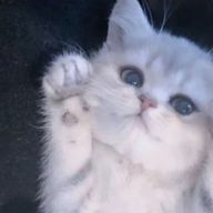 白夜 凪‎さんのアイコン画像