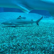 mapleさんのアイコン画像