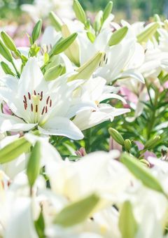 【雪】平凡高校生活【ほぼ短編？】