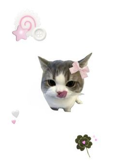 　　　　Neko(ねこ) ⋆˚𝜗𝜚˚⋆