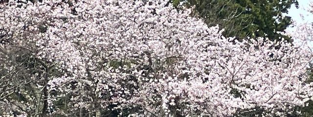 ぺぺさんの壁紙画像