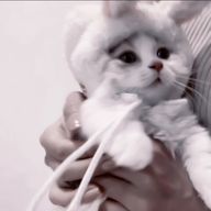 乳酸菌さんのアイコン画像