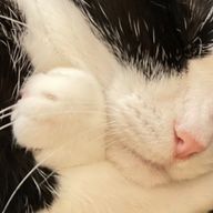 シャケさんのアイコン画像