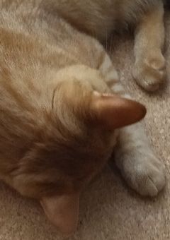 れもんぜりぃ。の雑談場所