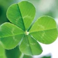 鬼花夜　彩和@深夜投稿ゴメンヨさんのアイコン画像