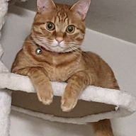 KOZUEさんのアイコン画像