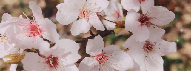 キコウサギ🌸🐇パキラ所属🌸❁*·⑅低浮上さんの壁紙画像