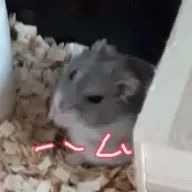 あさんのアイコン画像