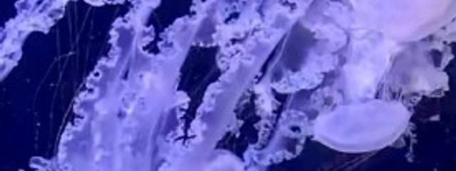 ☁︎︎⋆｡アイラೀ꒰ঌ໒꒱ @低浮上₊ ˚ ✩ ｡˚ ˚☽さんの壁紙画像