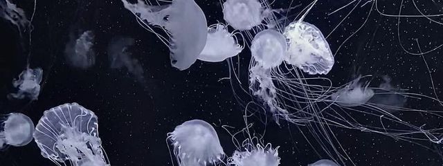 まめ🌱🐤さんの壁紙画像