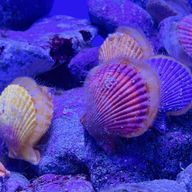 ねぎ🐈‍⬛🌀🌱@☁︎🐦🐭さんのアイコン画像