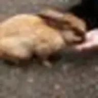 ( ☆∀☆)さんのアイコン画像