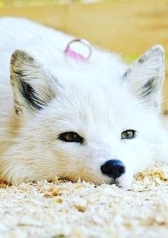 カラフルピーチに隠れ頭脳派がいる件