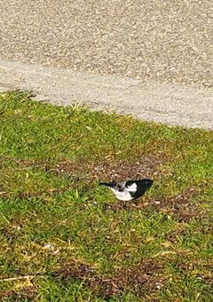 お願いだから近づかないで！！