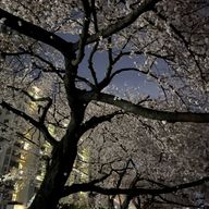 銀夜叉さんのアイコン画像