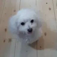 直純さんのアイコン画像