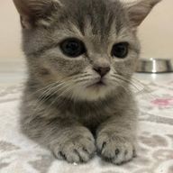 紗綺さんのアイコン画像