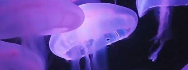 零薫さんの壁紙画像