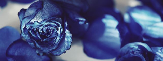 しゃちさんの壁紙画像